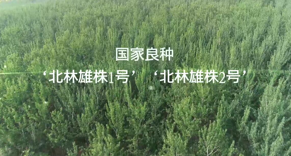 国家良种-‘北林雄株1号’'北林雄株2号'