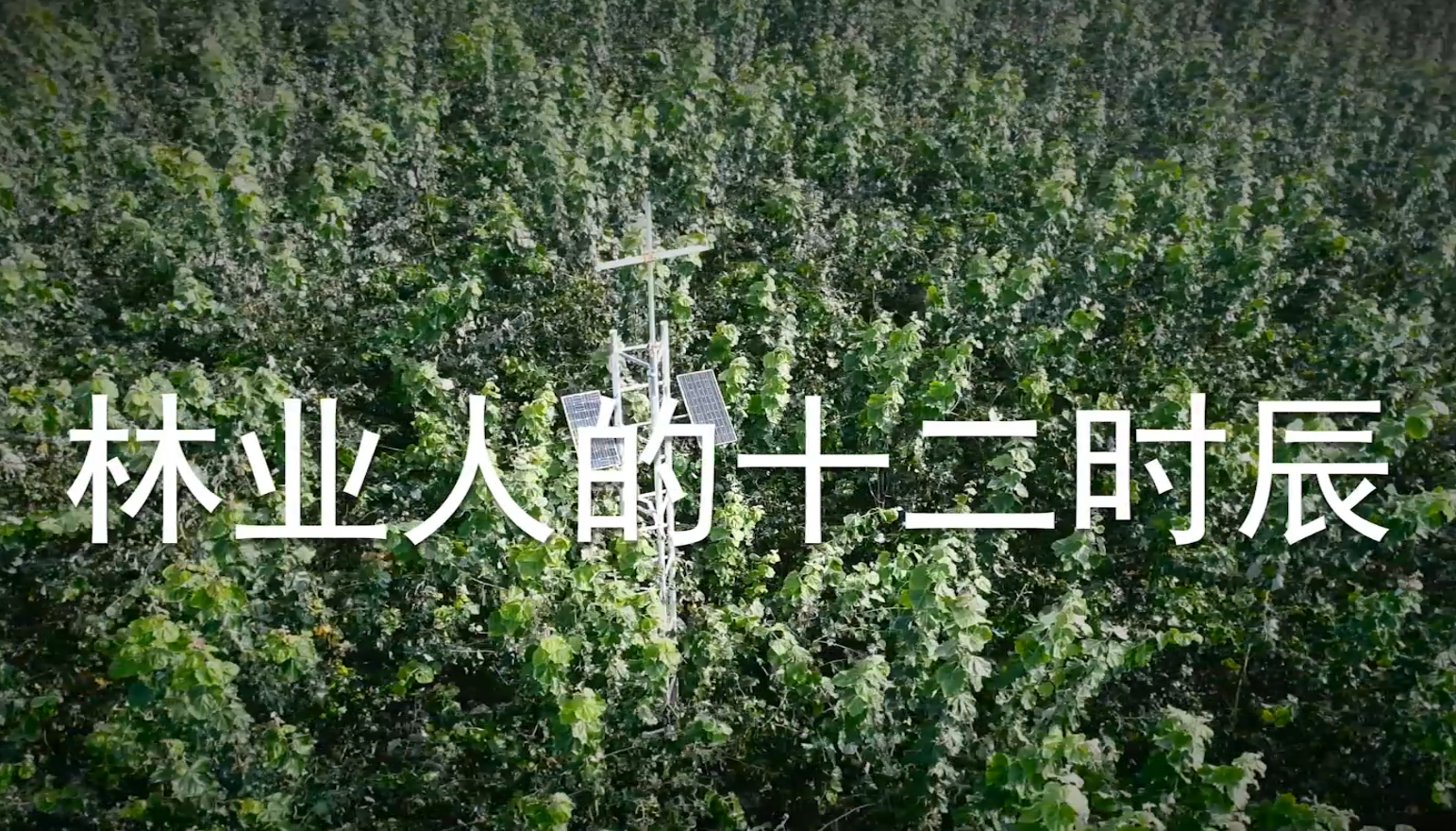 北林视频：林业人的十二时辰