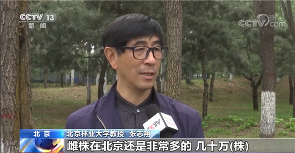 北林视频：京城飞絮溯源