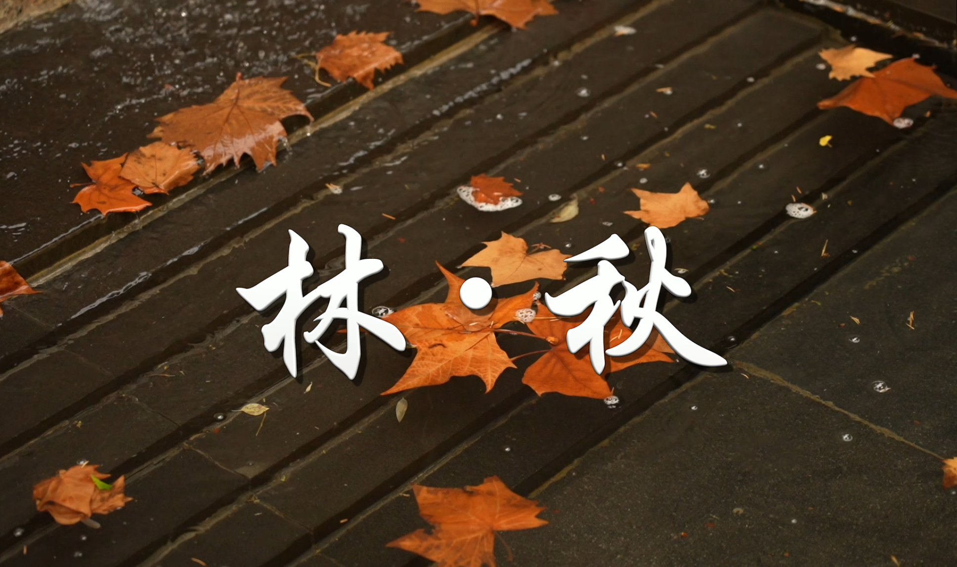 北林视频：林·秋